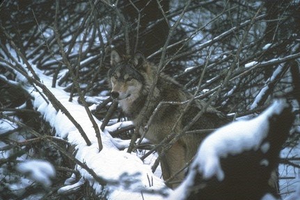 A wolf looks at the camera on the ground between branches of a fallen tree in snow.