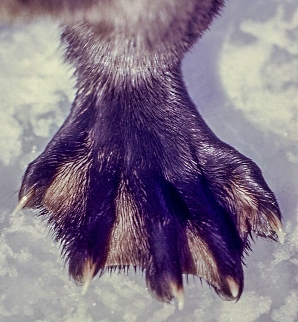 Alt Text: Close up of a river otter’s rear foot showing the webbing between it’s toes to aide in swimming.