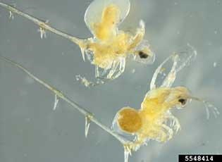 Close up of Spiny Water Fleas Gary Montz, Bugwood.org