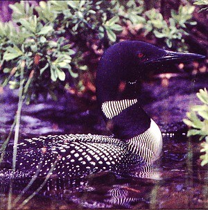 Adult Common Loon in summer breeding plumage.