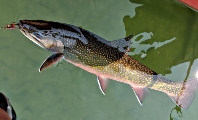 A fisherman reels in a coaster brook trout.