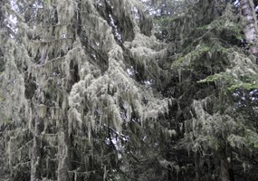 Lichen covered trees.