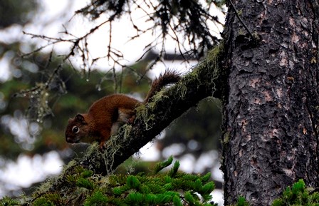 Red Squirrel climbs down a branch Red Squirrel climbs down a branch