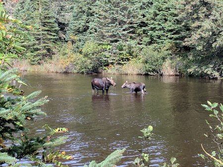 Moose - Isle Royale National Park (U.S. National Park Service)