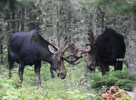 An older bull moose touches antlers with a younger bull moose during rut.