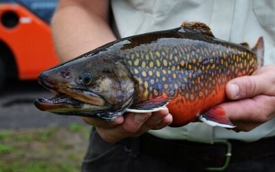 A person holds a Coaster Brook Trout.