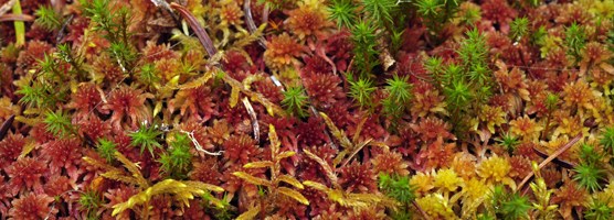 Sphagnum moss Sphagnum moss