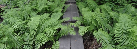 A trail through the ferns