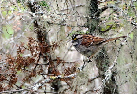 White Throated Sparrow on a branch White Throated Sparrow on a branch