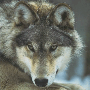 wolf wolf