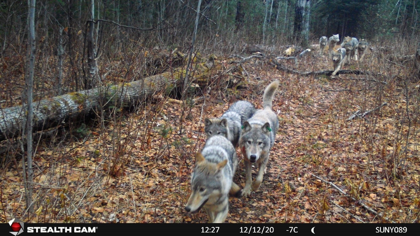 Nine wolves walk down a forested trail.