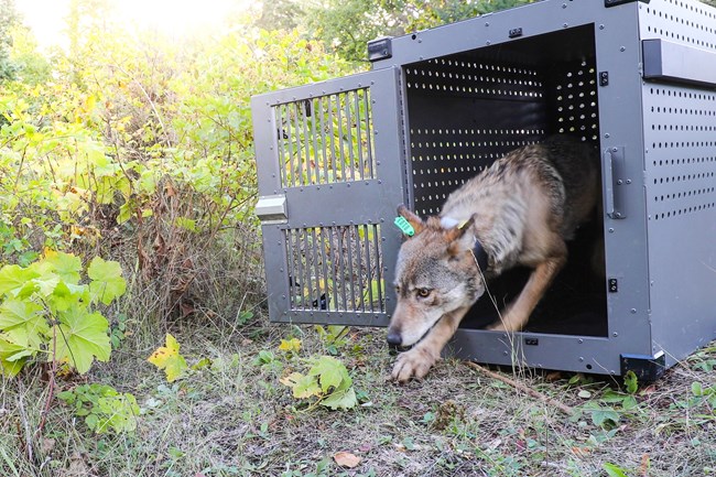 A female wolf emerges from her crate on the island