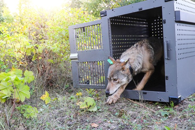 A female wolf emerges from her crate on the island. A female wolf emerges from her crate on the island