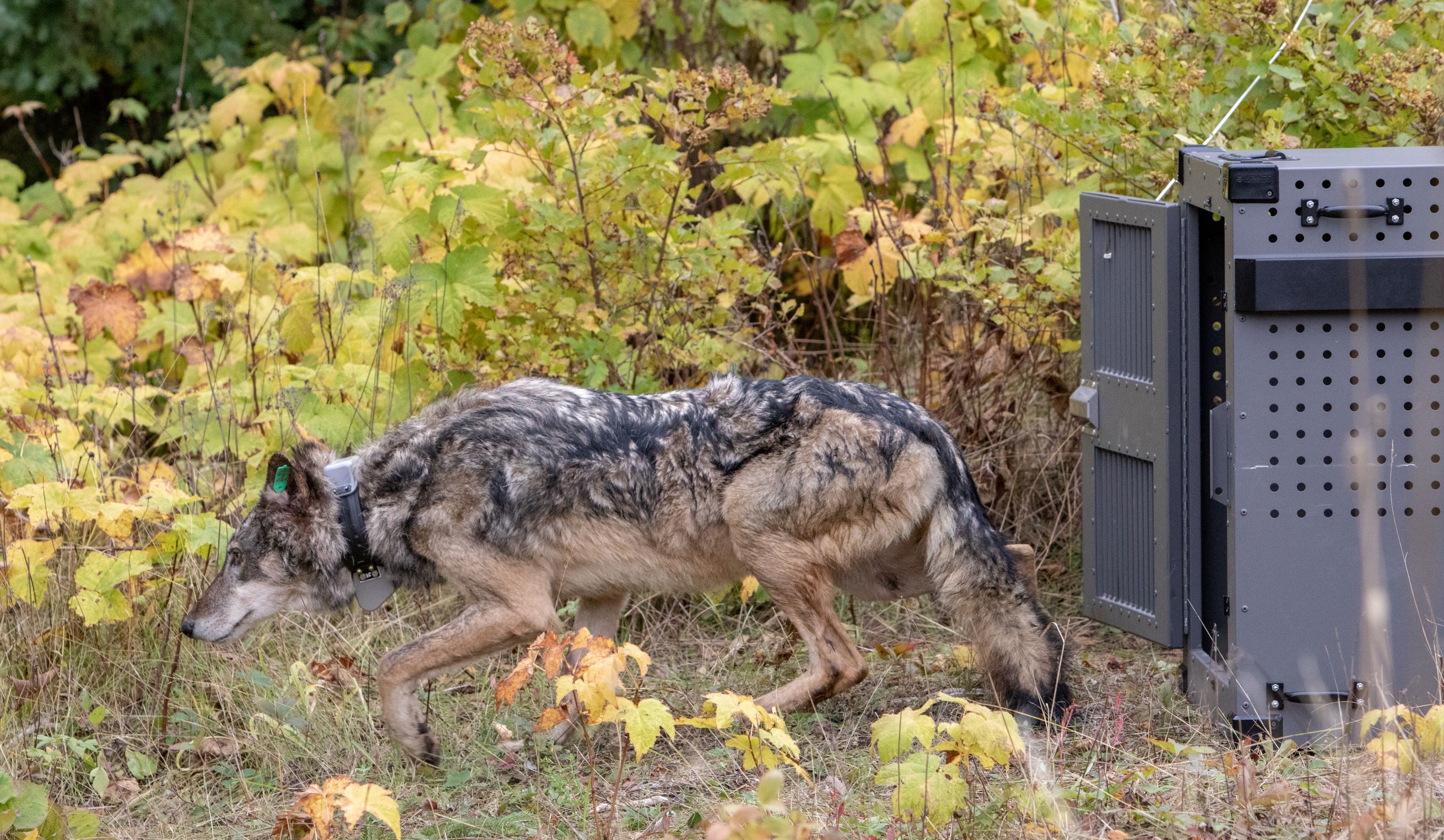 A wolf with dark coloration is shown mid-stride walking from a crate.