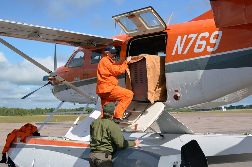 Wolf in a crate being loaded into a plane on a runway