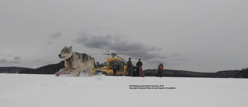 Wolf Release Isle Royale Photo shows a wolf running on snow with a helicopter and staff in the background