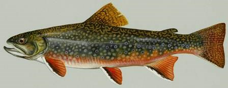 Coaster Brook Trout depiction.