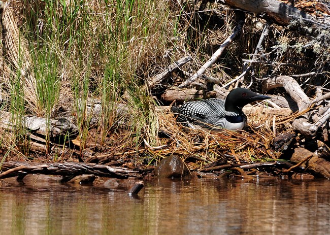 A loon sits on a shoreline nest.