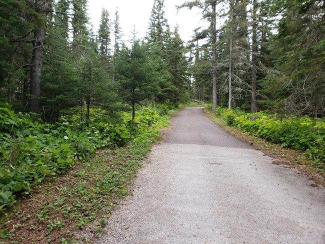 A gravel path lined by green trees and shrubs.