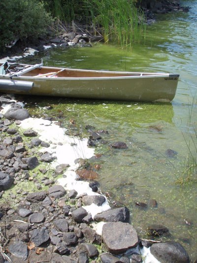 Canoe at water's edge with blue-green algae bloom on lake's surface surrounding it.