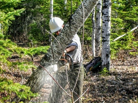 Employee cutting a downed tree with a chainsaw