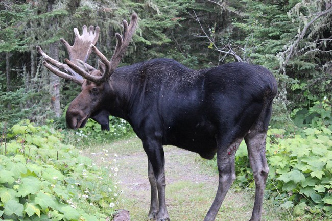 A bull moose with large antlers.