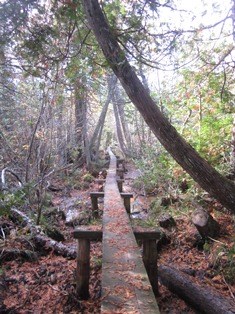 A long boardwalk can be found in a swamp marking the Minong Ridge Trail