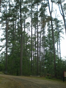 View of some trees at the final Island Drive pull-off.