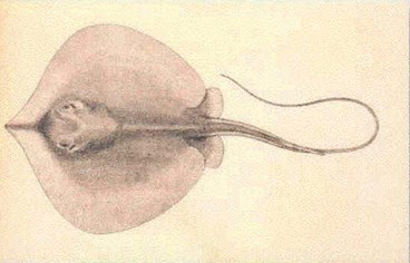 a vintage illlustration of a stingray