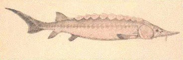a vintage illustration of a sturgeon