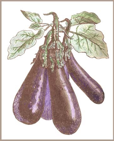 eggplant