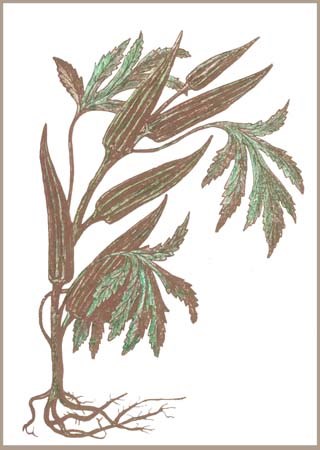 okra