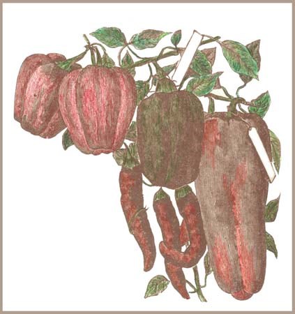 peppers