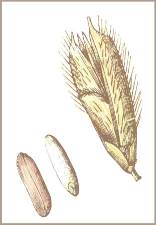 rice
