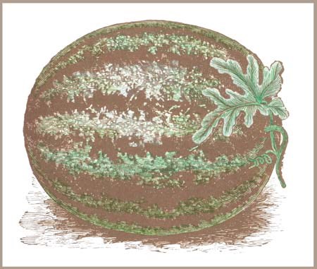 watermelon