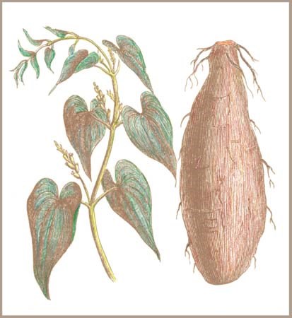 Yams or Sweet Potatoes - Historic Jamestowne Part of Colonial National