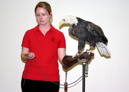 Bird handlier Jennifer LaFountaine with a mature Bald Eagle