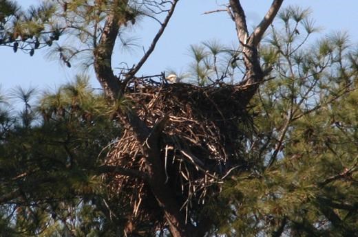 Eagles nest at Jamestown Island.  Note the white head in the center of the nest.