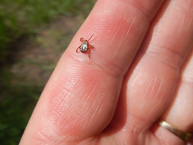 A small, red-colored dog tick is crawling on a finger.