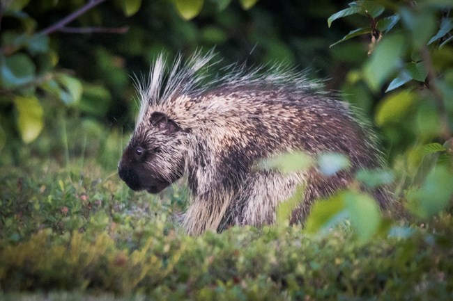 Porcupines, South Dakota