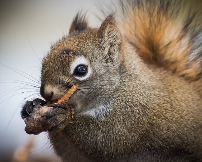 A red squirrel stands perched in a pine tree and eats a pinecone