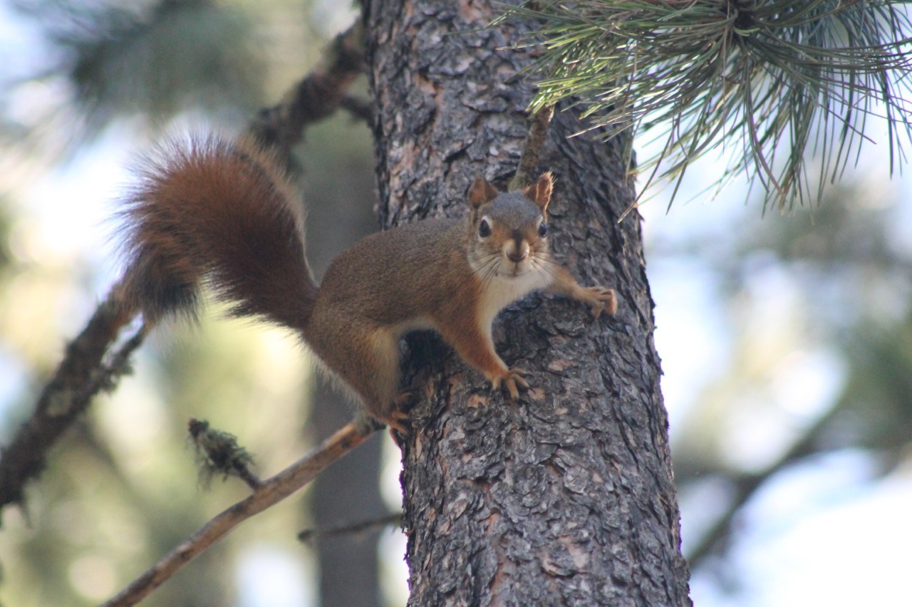 A Red Squirrel stands at attention on a ponderosa pine tree watching for violators of its territory.