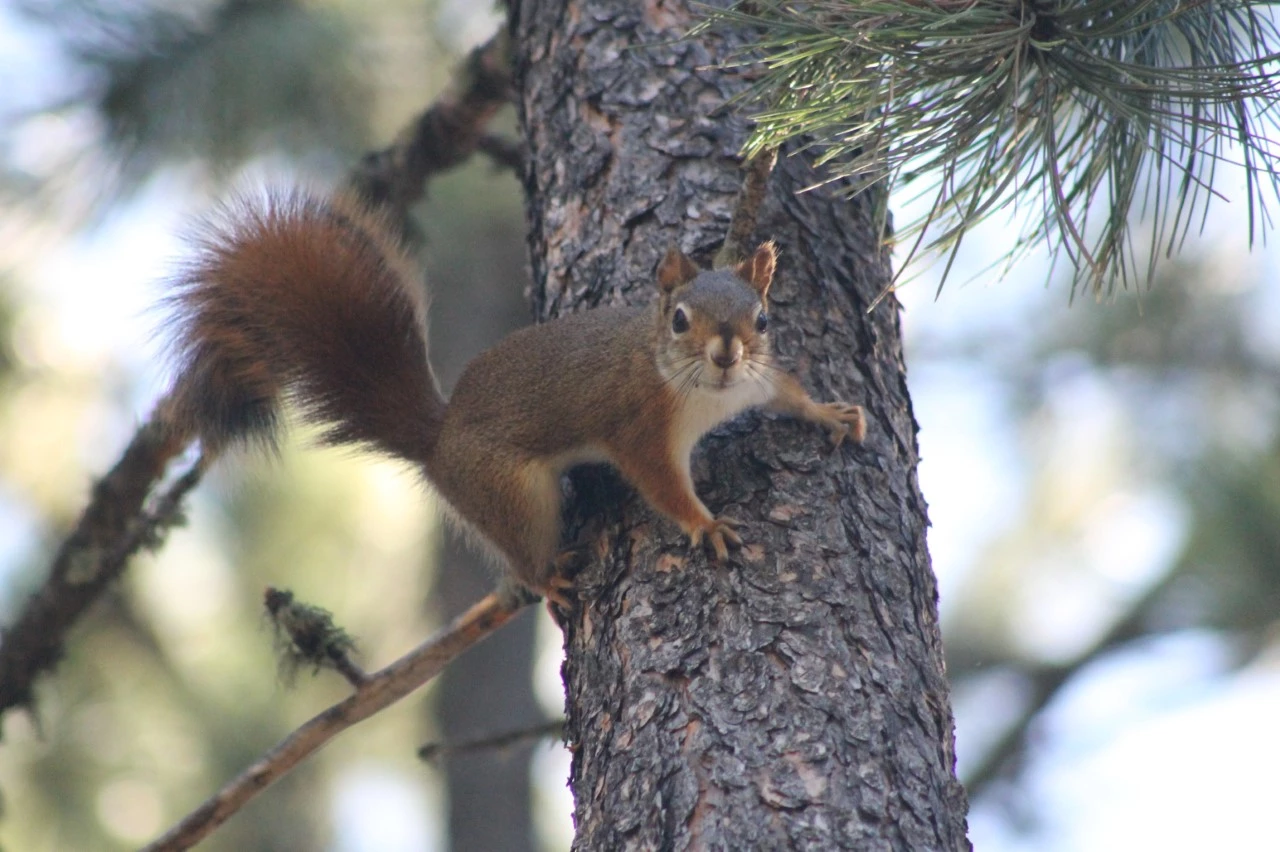 Red squirrel in tree A Red Squirrel stands at attention on a ponderosa pine tree watching for violators of its territory.