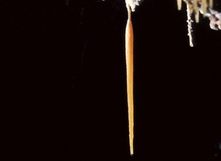 A soda straw hanging from the ceiling with a drop of water at its tip.