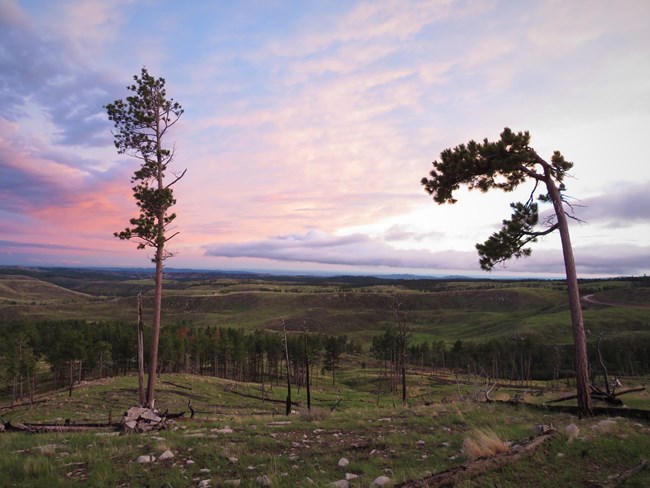 Sunset along a trail with remaining trees from a fire.