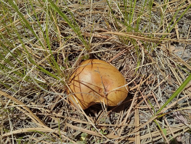 A golden-orange mushroom low to the ground among grass and pine needles