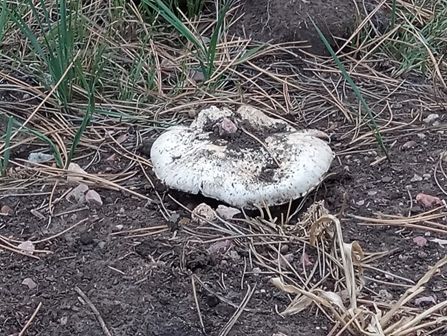 A white mushroom cap emerging from dirt and pine needles with loose soil on top