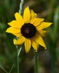 Black Eyed Susan