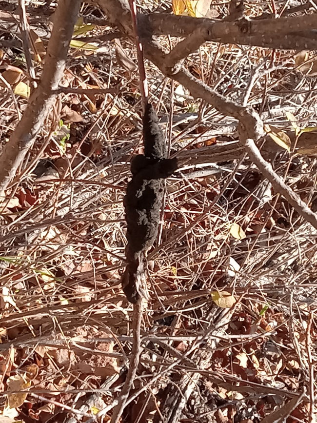 A long, lumpy, black substance enveloping part of a small branch with many other branches in the background