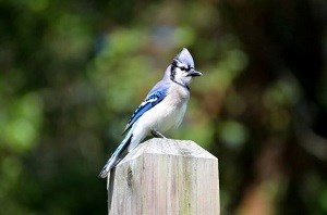 Blue and white bird on fence post